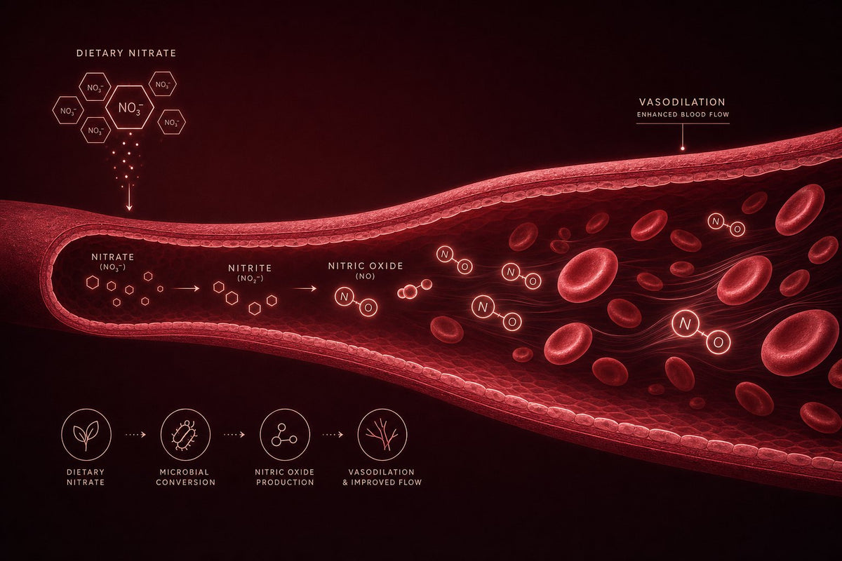 How a root vegetable becomes nitric oxide.